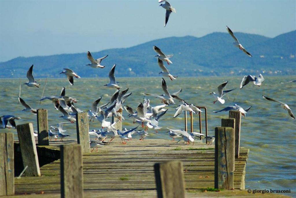 Hotel La Torre Castiglione del Lago Kültér fotó